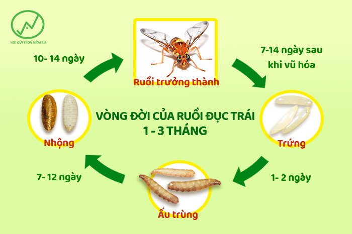 Thiên địch của ruồi vàng: Phương pháp sinh học hiệu quả để kiểm soát ruồi vàng Gallery 1