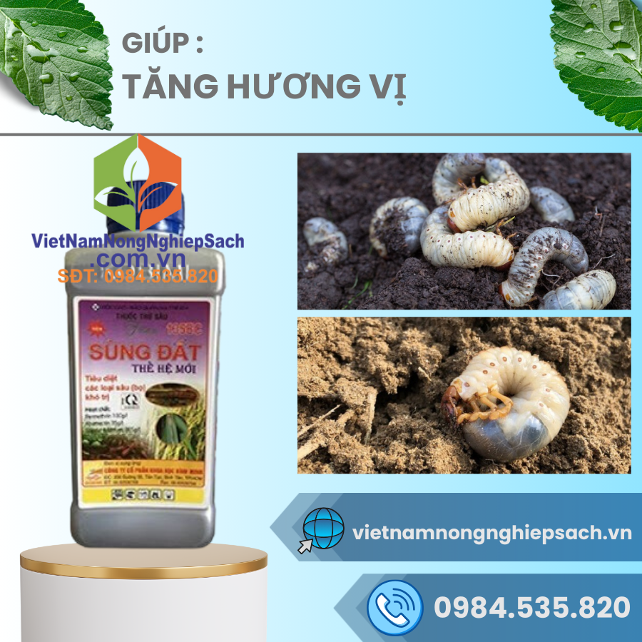 Thuốc Diệt Sùng Đất Hiệu Quả Gallery 1