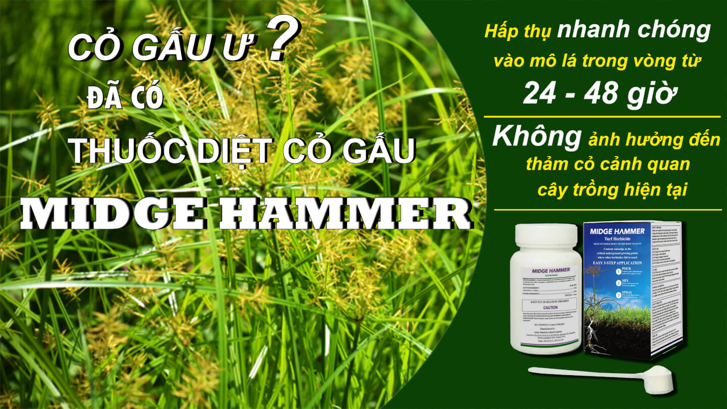 Thuốc Trị Cỏ Gấu Hiệu Quả, An Toàn Gallery 1