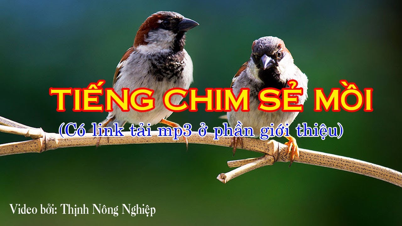 Tiếng Chim Sẻ Gọi Bầy Gallery 1