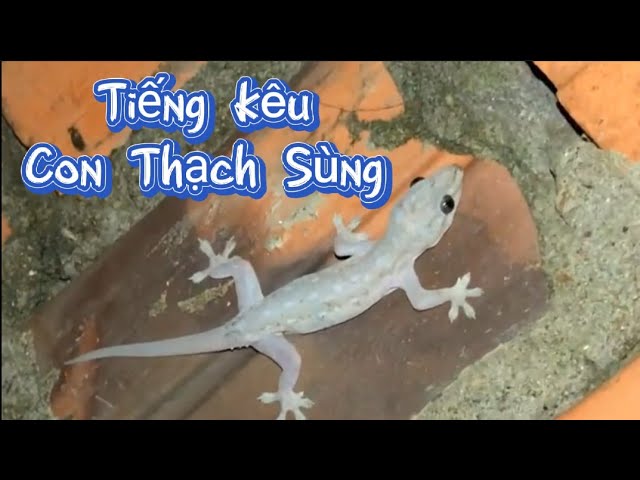 Tiếng Thạch Sùng Kêu: Bí Ẩn và Sự Thật Gallery 2