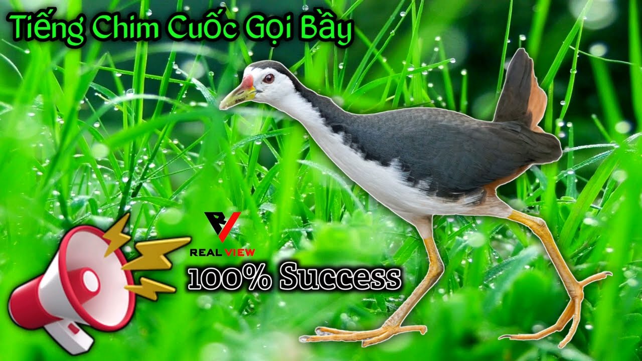 Tiếng Quốc Kêu Gọi Bầy: Bí Mật Ngôn Ngữ Chim Gallery 1
