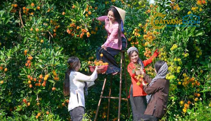 Vườn Trái Cây Củ Chi: Thiên Đường Trái Ngọt Giữa Lòng Sài Gòn Gallery 1