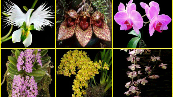 Vẹ Lan là gì? Đặc điểm, các loại và cách chăm sóc Gallery 2