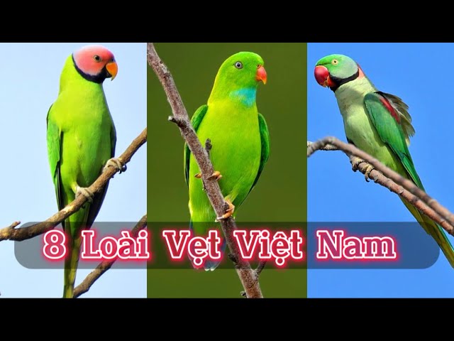 Các Loài Vẹt Biết Nói Ở Việt Nam