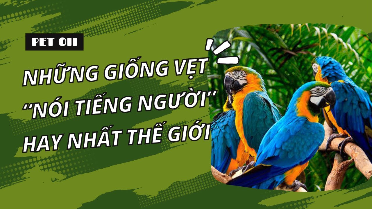 Vẹt Nói Tiếng Người: Sự Thật Và Những Điều Thú Vị Gallery 1