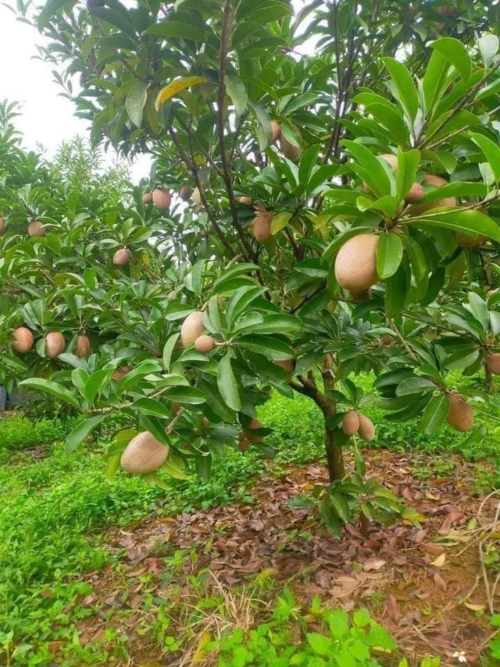 Hồng Xiêm Xoài Có Mấy Loại? Gallery 2