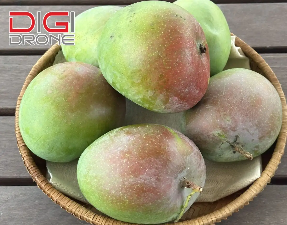 Tất cả các loại xoài phổ biến trên thế giới Gallery 2