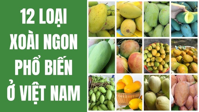 Tất cả các loại xoài phổ biến trên thế giới Gallery 1