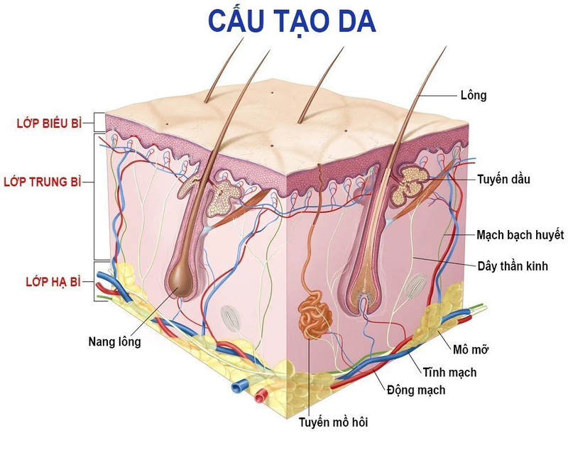 Cấu Trúc Da: Bài Giảng Chi Tiết Gallery 1
