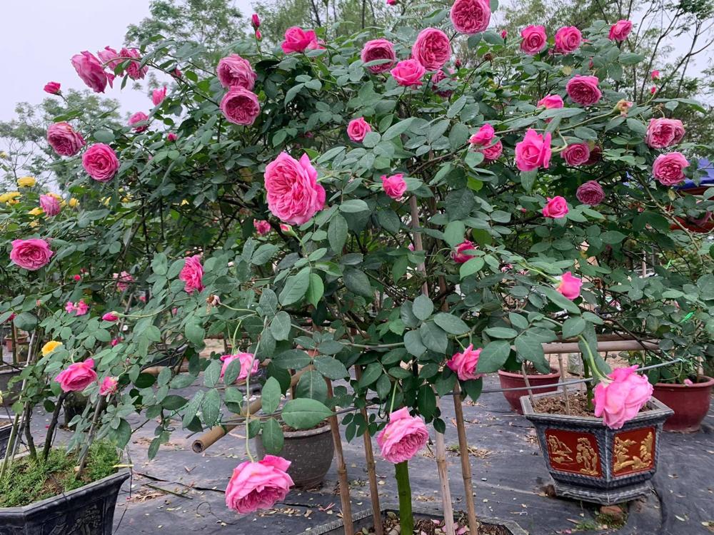 Hồng cổ Sapa có mấy màu? Gallery 1