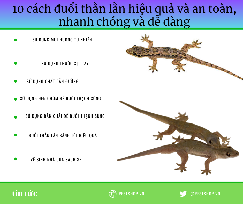 Mẹo Đuổi Thằn Lằn Hiệu Quả Gallery 1