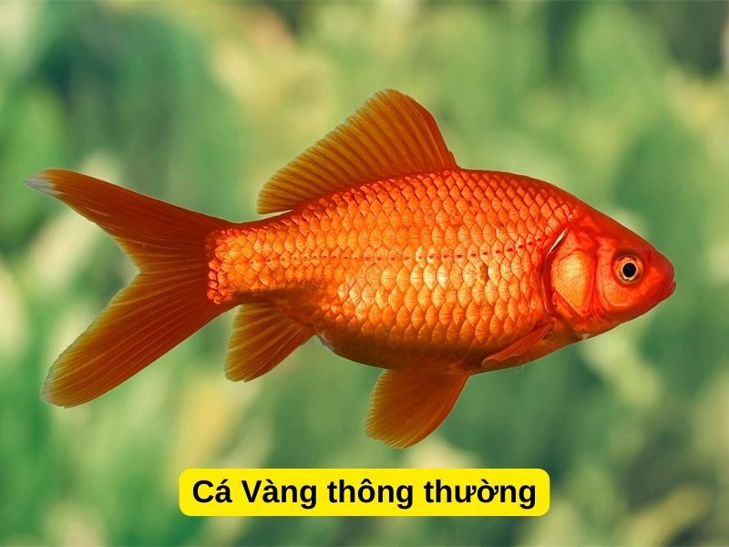 Cá Vàng Số Mấy? Gallery 1