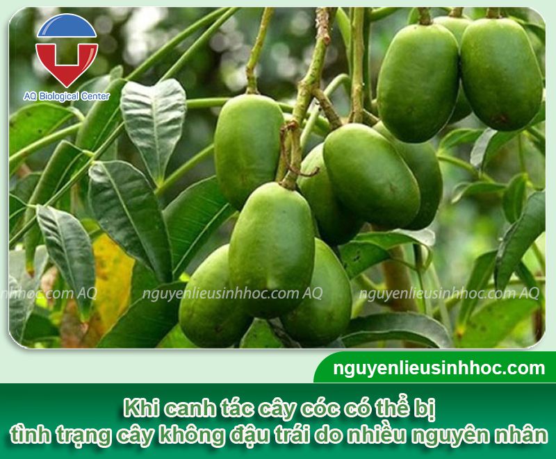 Tại Sao Cây Cóc Không Ra Quả? Gallery 1