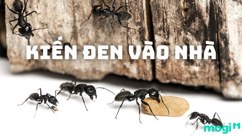 Tại Sao Kiến Đen Bò Vào Nhà? Gallery 1