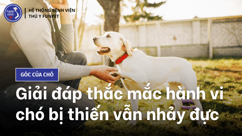 Tại Sao Chó Cái Lại Nhảy Đực? Gallery 2
