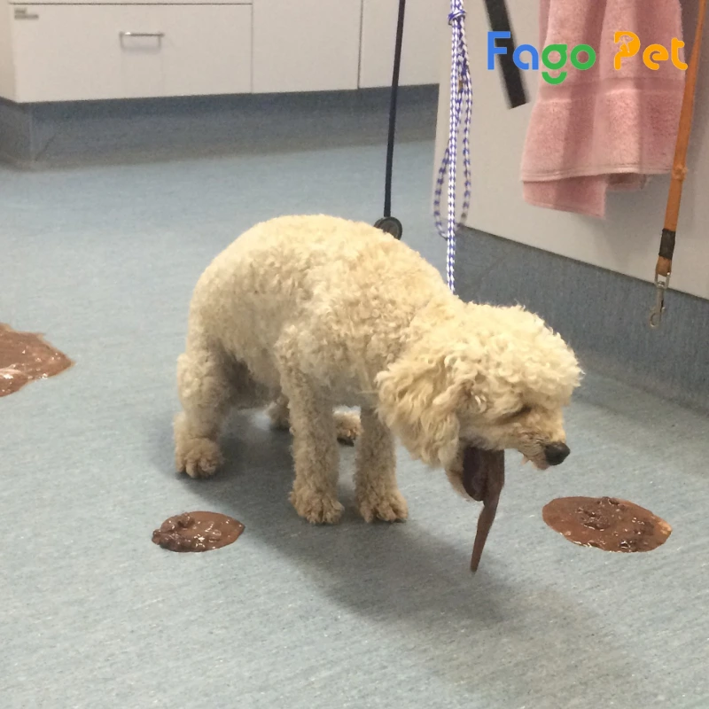 Tại Sao Chó Poodle Hú? Gallery 1
