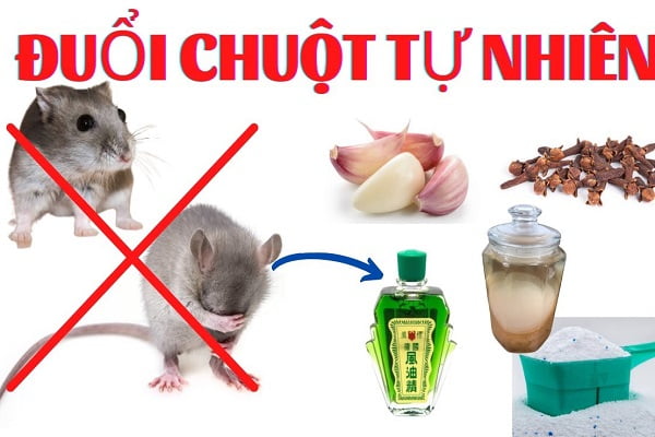 Cách Bắt Chuột Trong Nhà Hiệu Quả và An Toàn Gallery 1