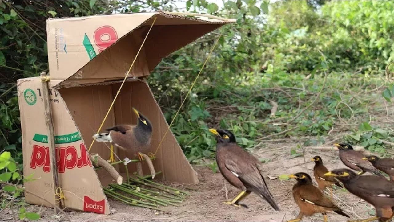 Cách Bẫy Chim Sáo Hiệu Quả Nhất Gallery 1