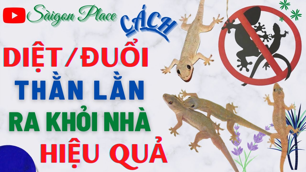 Cách Diệt Thạch Sùng Trong Nhà Hiệu Quả & An Toàn Gallery 1