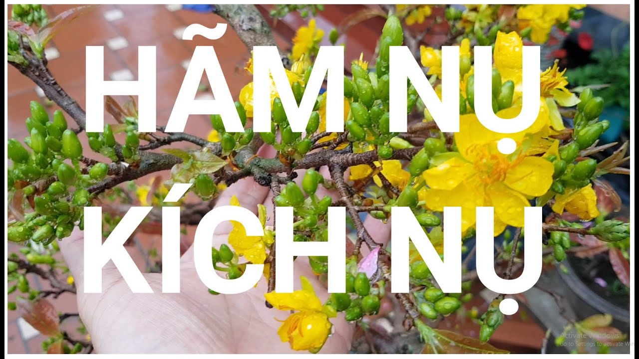 Cách Hãm Mai Nở Sớm Gallery 1