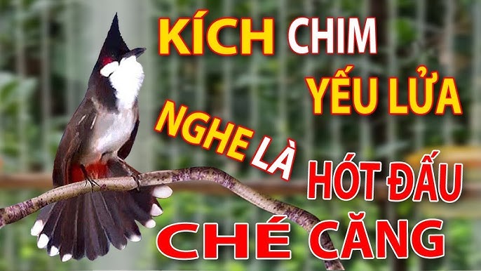 Luyện Giọng Chào Mào: Hướng Dẫn Chi Tiết Cho Người Mới Bắt Đầu Gallery 2