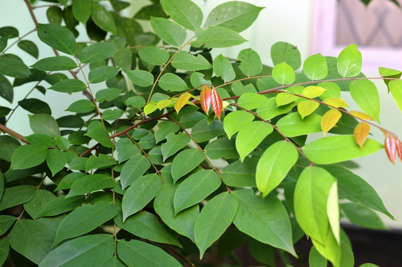 Bị Thủy Đậu Tắm Gì Nhanh Khỏi? Gallery 2
