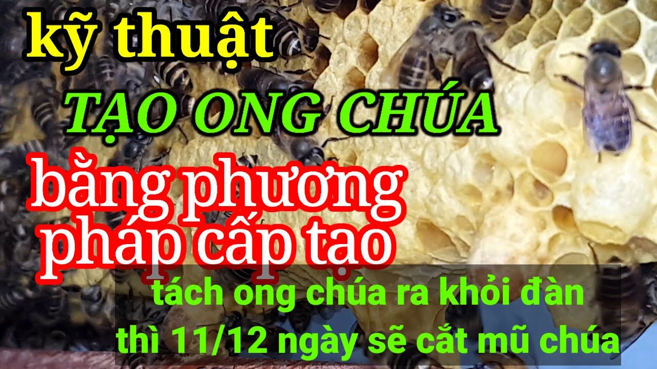 Cách Tạo Ong Chúa Gallery 1