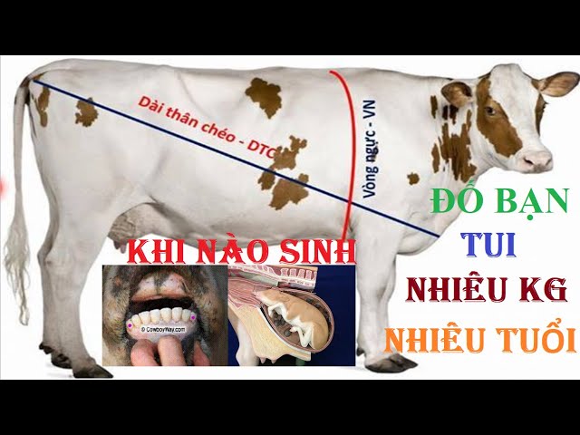 Cách Tính Trọng Lượng Bò Gallery 1