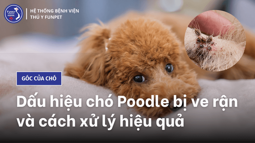 Cách Trị Ve Chó Poodle Hiệu Quả Và An Toàn Gallery 1
