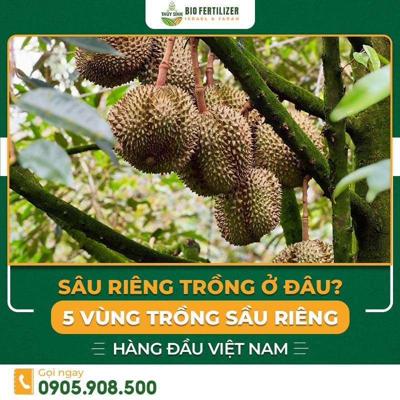 Sầu riêng trồng ở đâu? Gallery 1