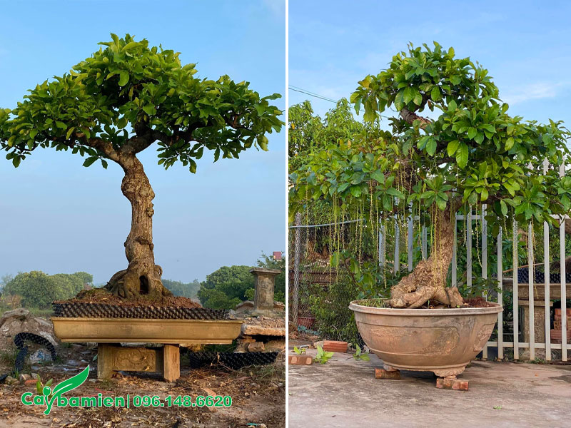 Các Thế Cây Lộc Vừng Đẹp