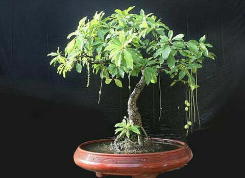 Các Thế Cây Lộc Vừng Đẹp Gallery 1