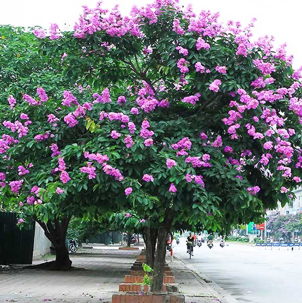 Cây Bóng Mát Đẹp: Tổng hợp những loài cây tạo bóng mát lý tưởng Gallery 1