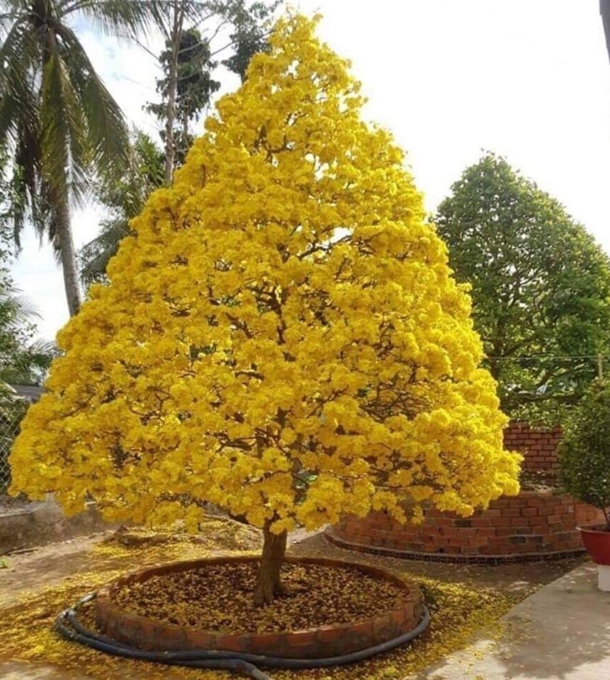 Những Cây Mai Đẹp Nhất Việt Nam Gallery 1