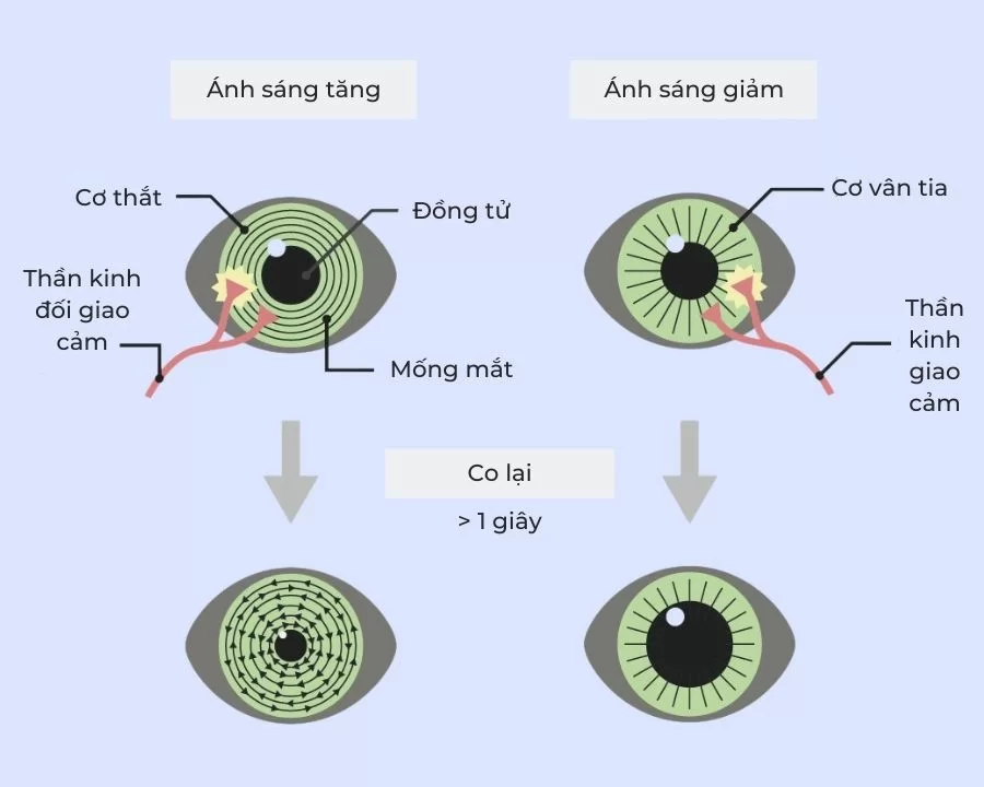 Đồng Tử Là Gì? Gallery 2