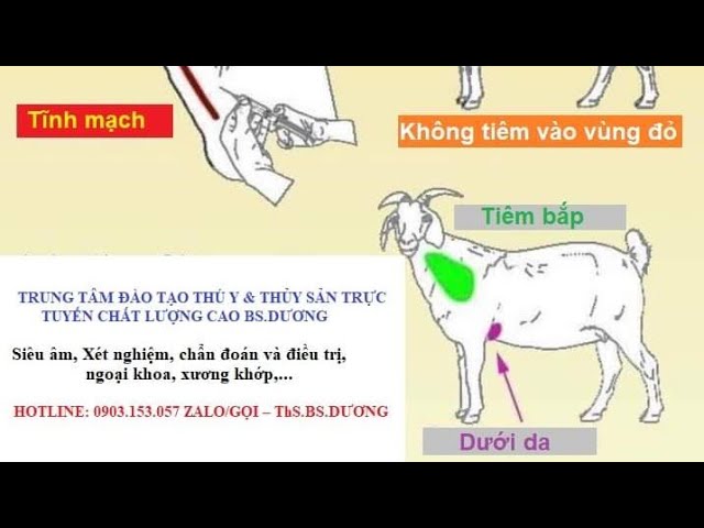 Vị trí tiêm dê hiệu quả và an toàn Gallery 1