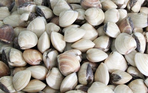 Nghêu sống ở đâu? Gallery 2