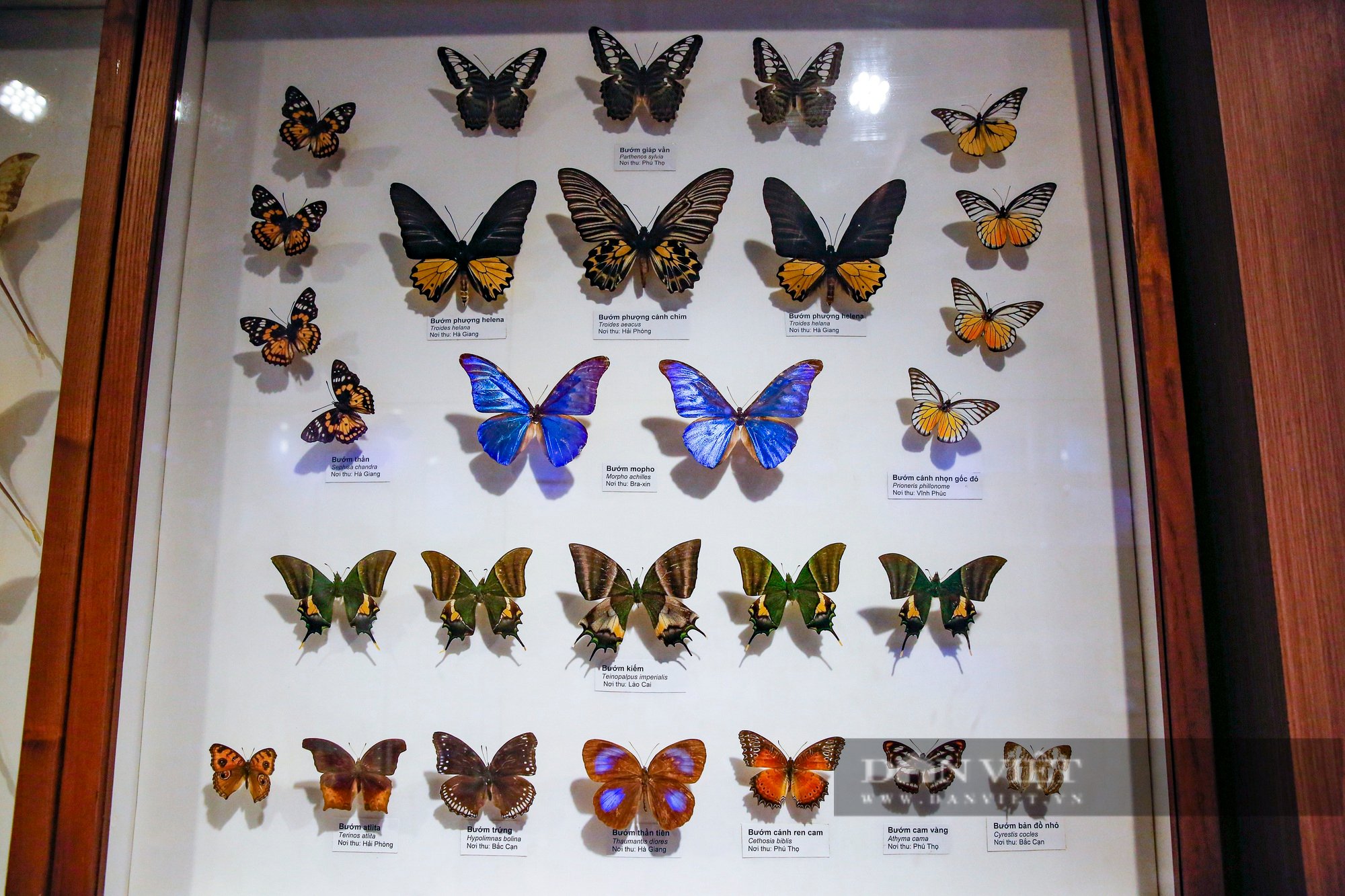 Các Loài Bướm Ở Việt Nam Gallery 2