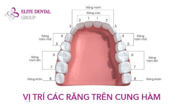 Trồng Răng Số 7 Hàm Dưới Bao Nhiêu Tiền? Gallery 1