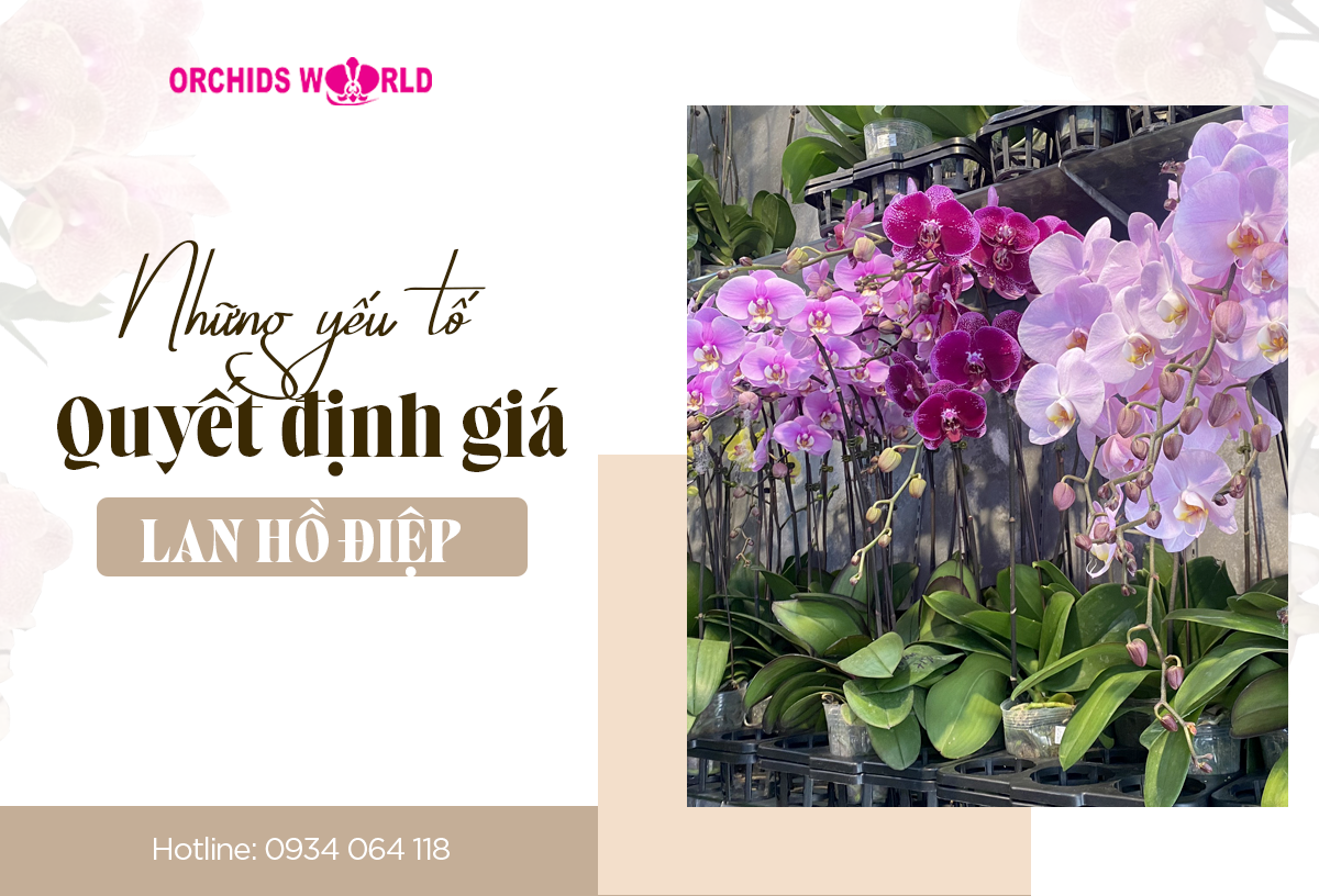 Giá 1 Cành Lan Hồ Điệp Gallery 1