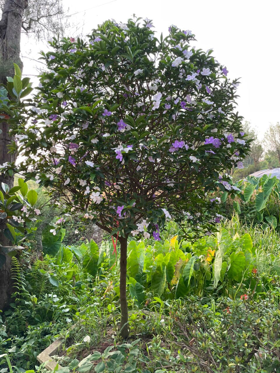 Giá bán cây Nhài Nhật Gallery 1
