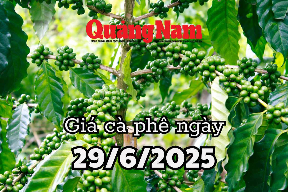 Giá cà phê Đắk Lắk hôm nay Gallery 1