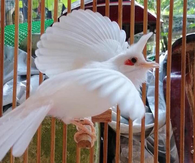 Chào Mào Trắng Giá Bao Nhiêu? Gallery 1