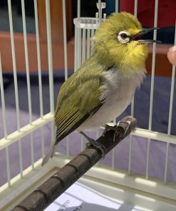 Chim Khướu Bao Nhiêu Tiền? Gallery 1