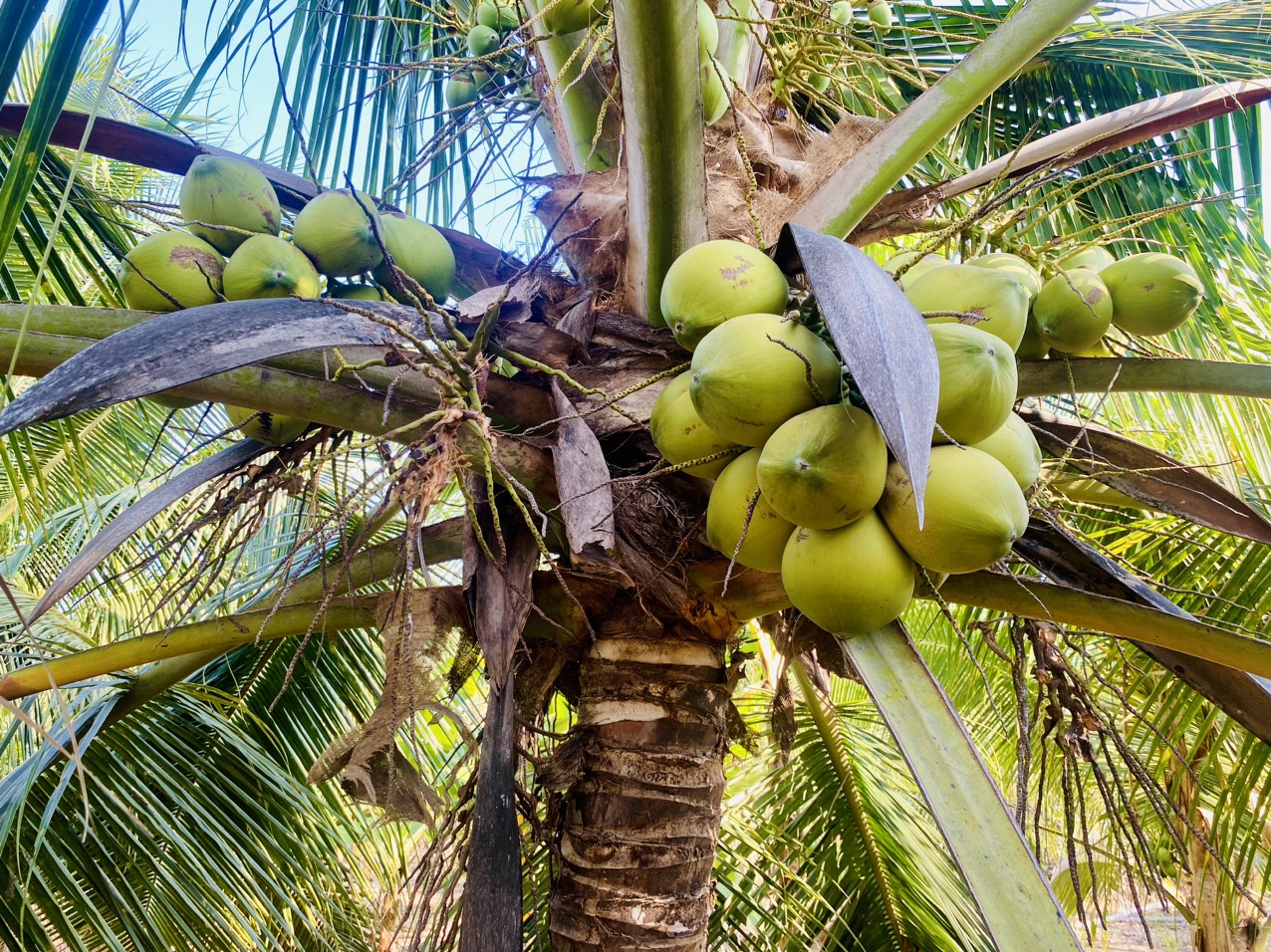 Dừa Dứa Bao Nhiêu 1 Trái? Gallery 1