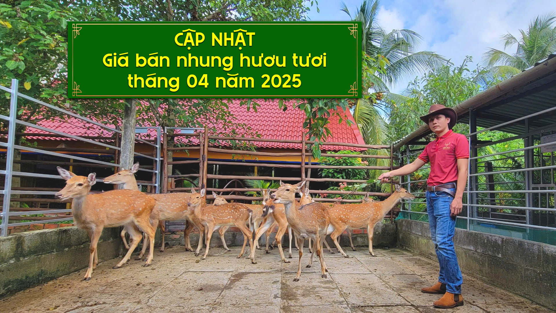 Giá Nhung Hươu Tươi Hiện Nay Gallery 1