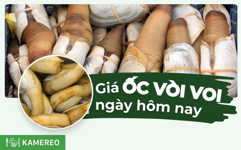 Ốc vòi voi bao nhiêu tiền một ký? Gallery 1