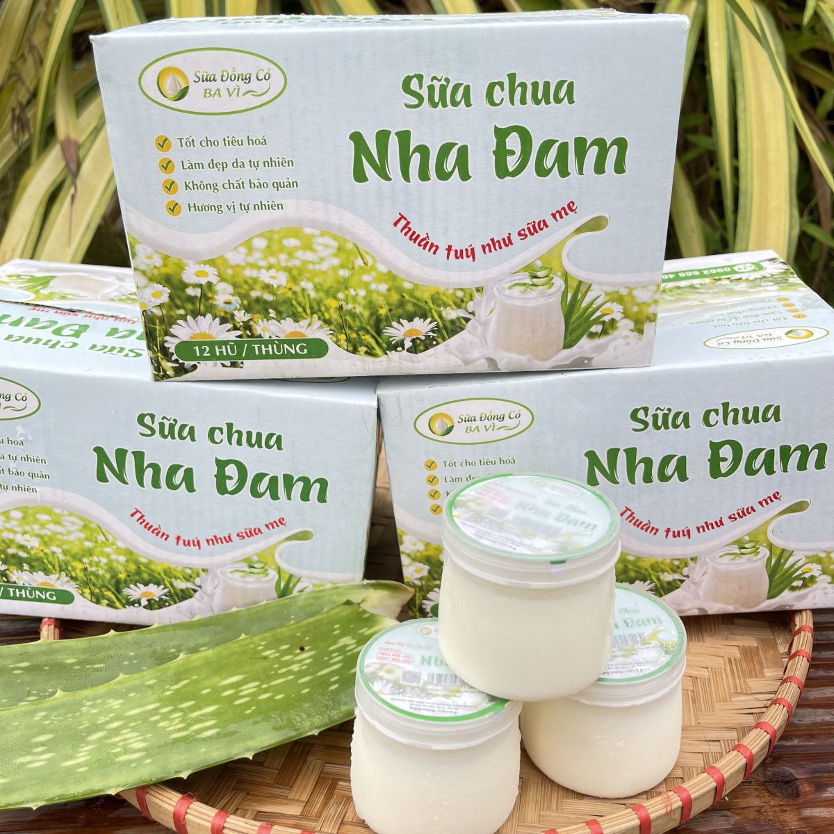 Một thùng sữa chua nha đam bao nhiêu tiền? Gallery 1