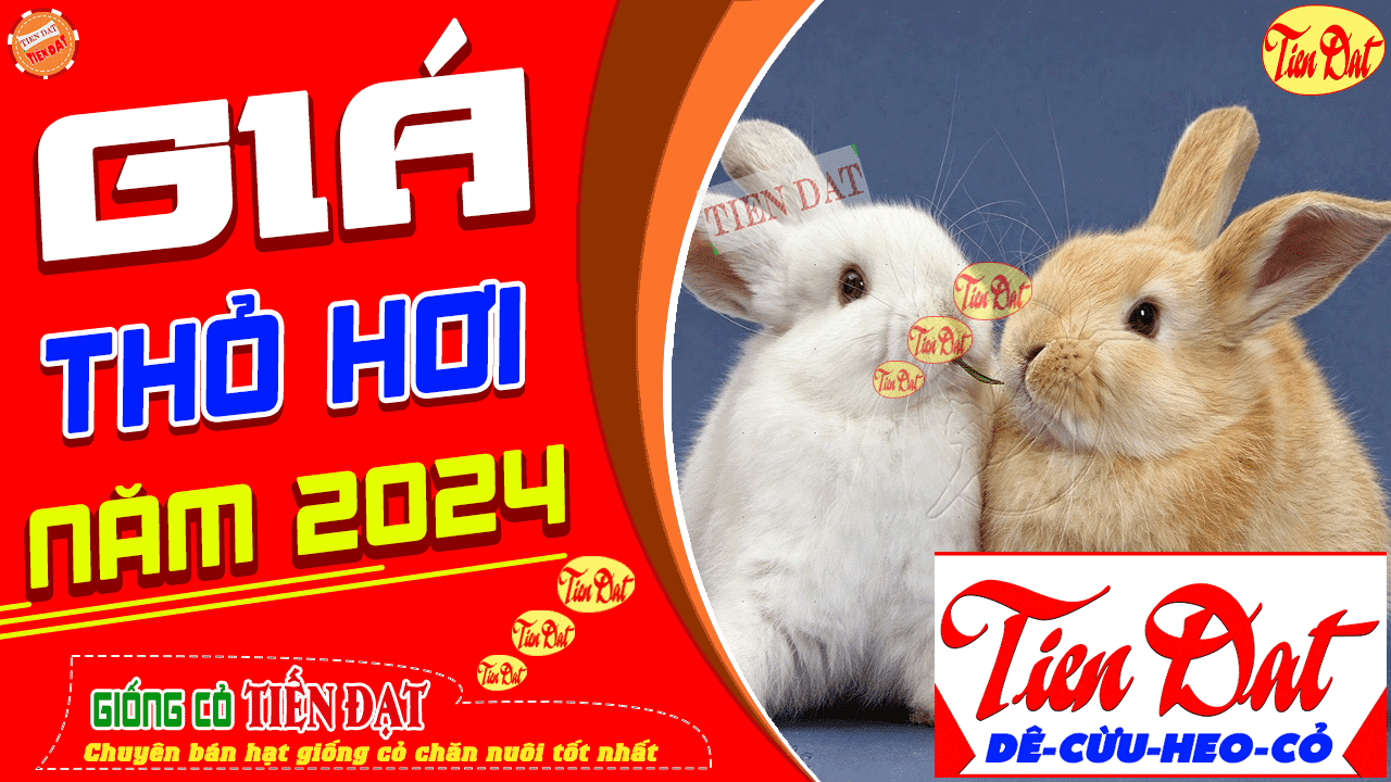 Giá Thịt Thỏ Hơi Hiện Nay Gallery 1
